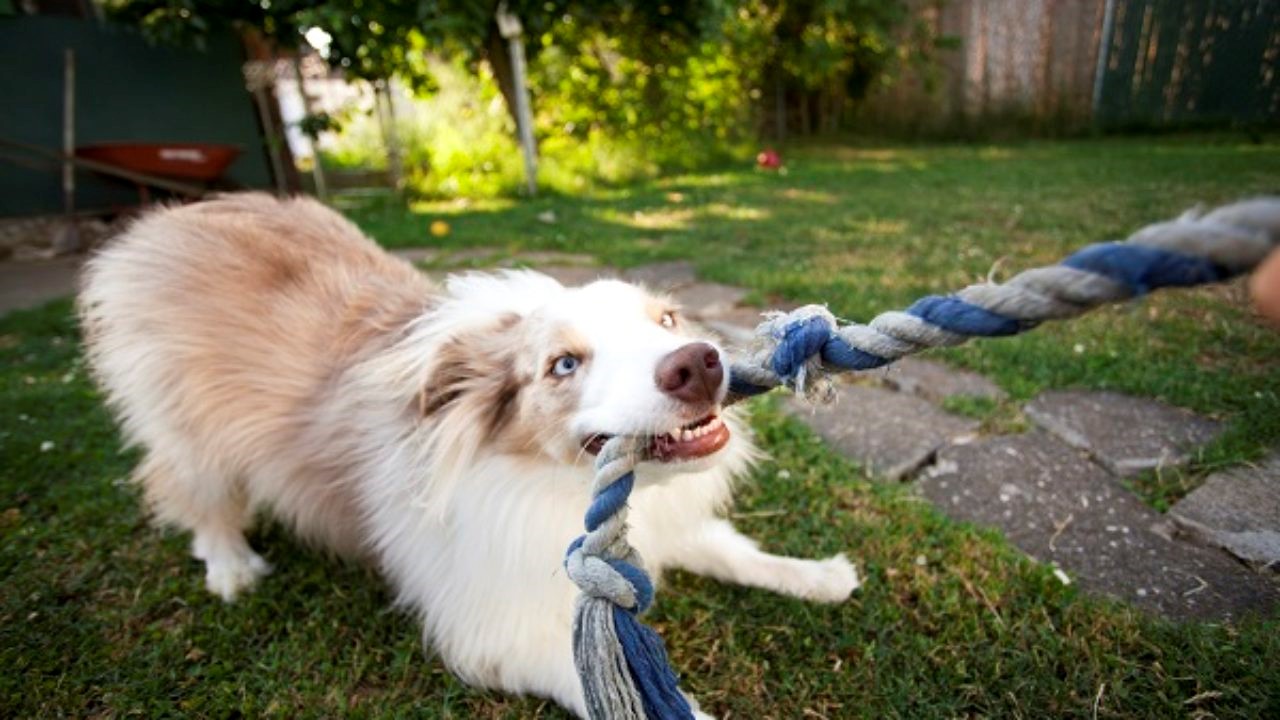 exercícios para cães 