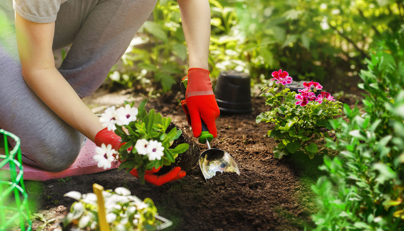 plantas em copos transformar o jardim