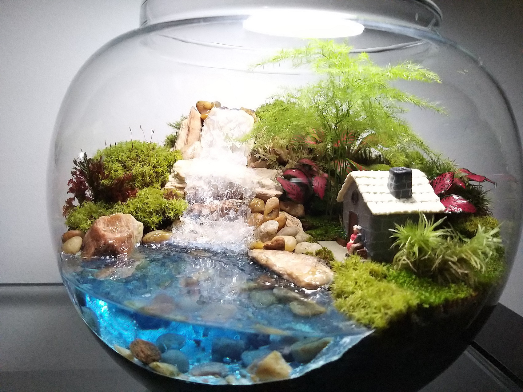 plantas em copos plantas em copos