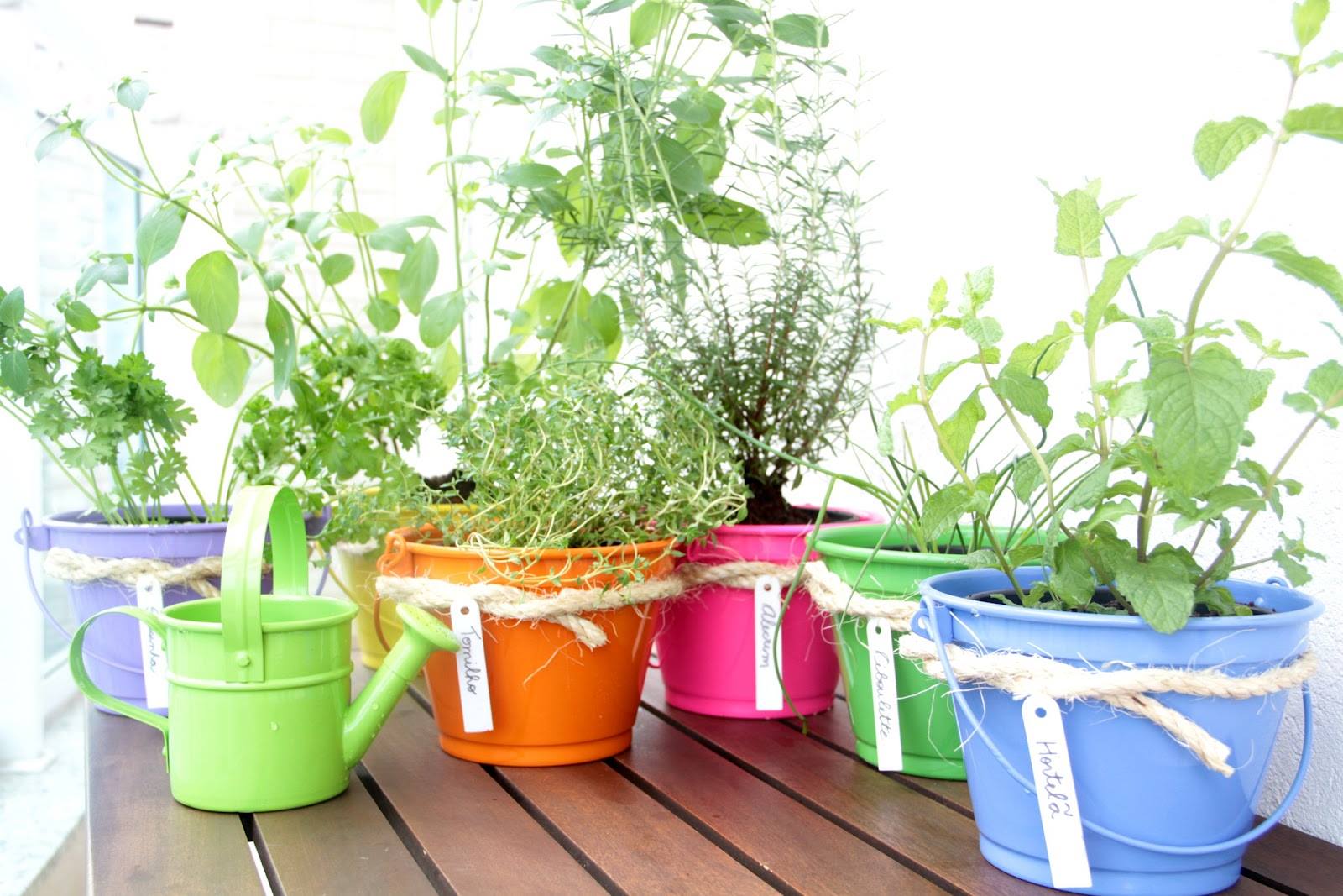 plantas em copos plantas em copos