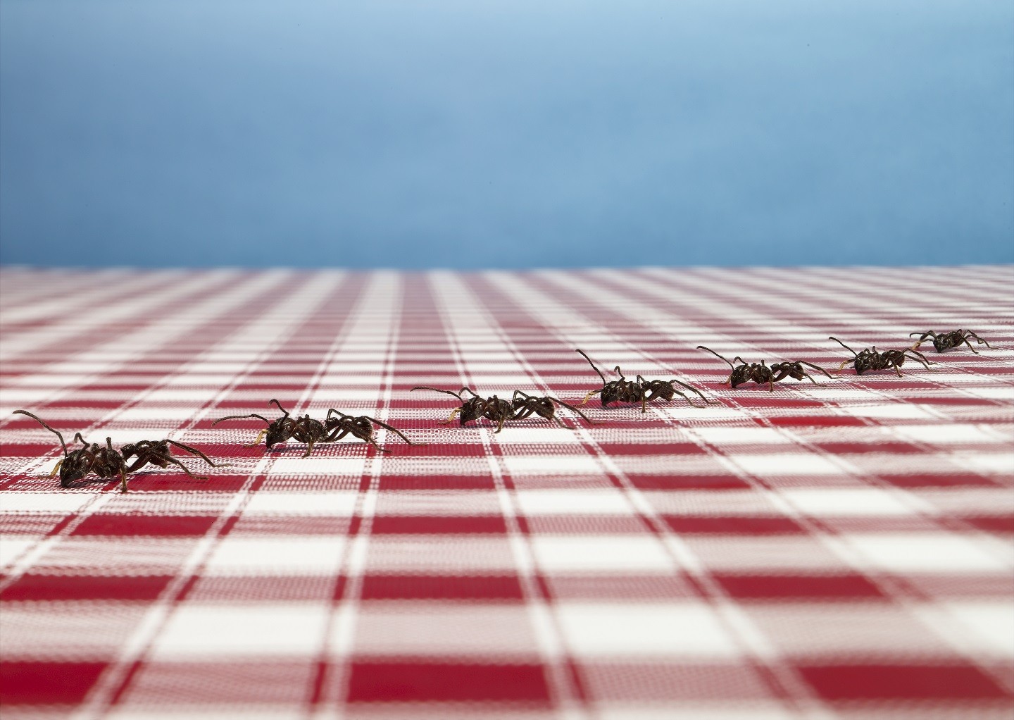 como acabar com formigas na casa