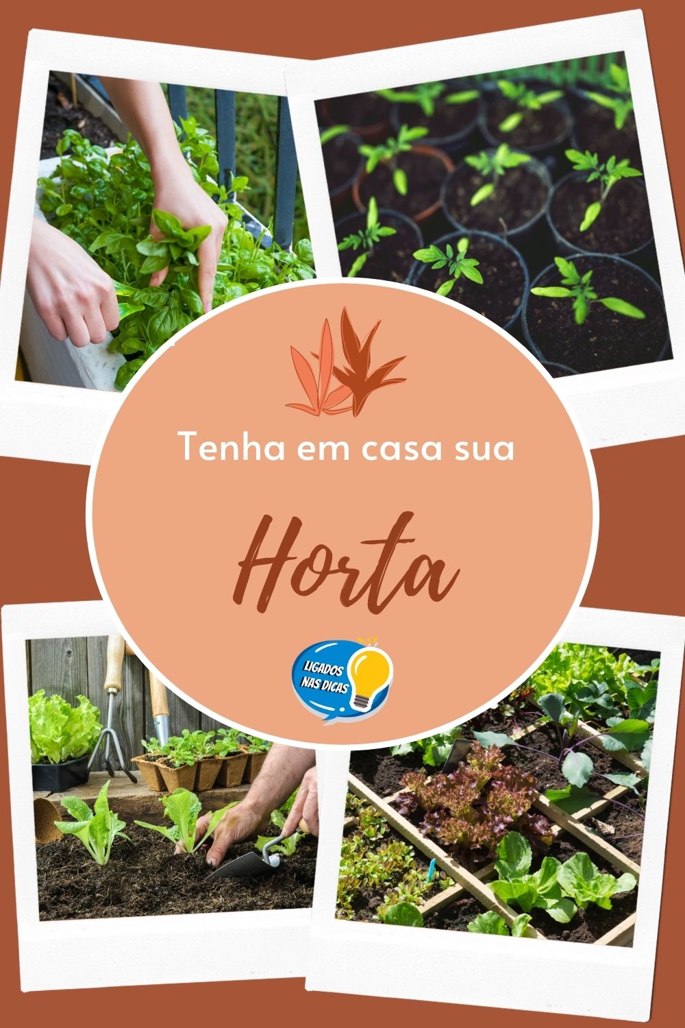 mini horta em casa
