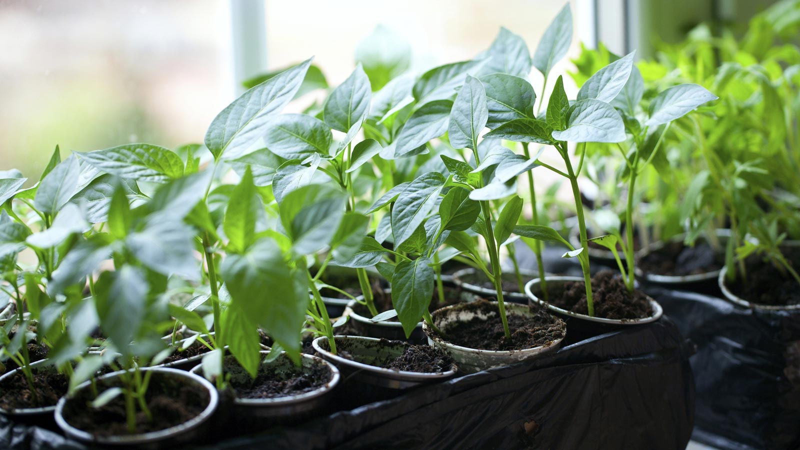 mini horta em casa