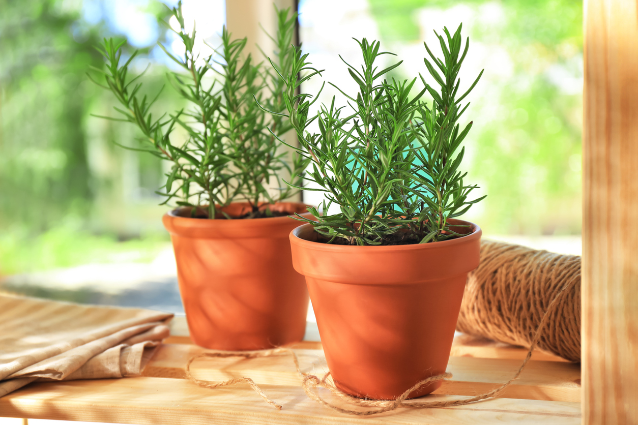 plantas em copos plantas em copos