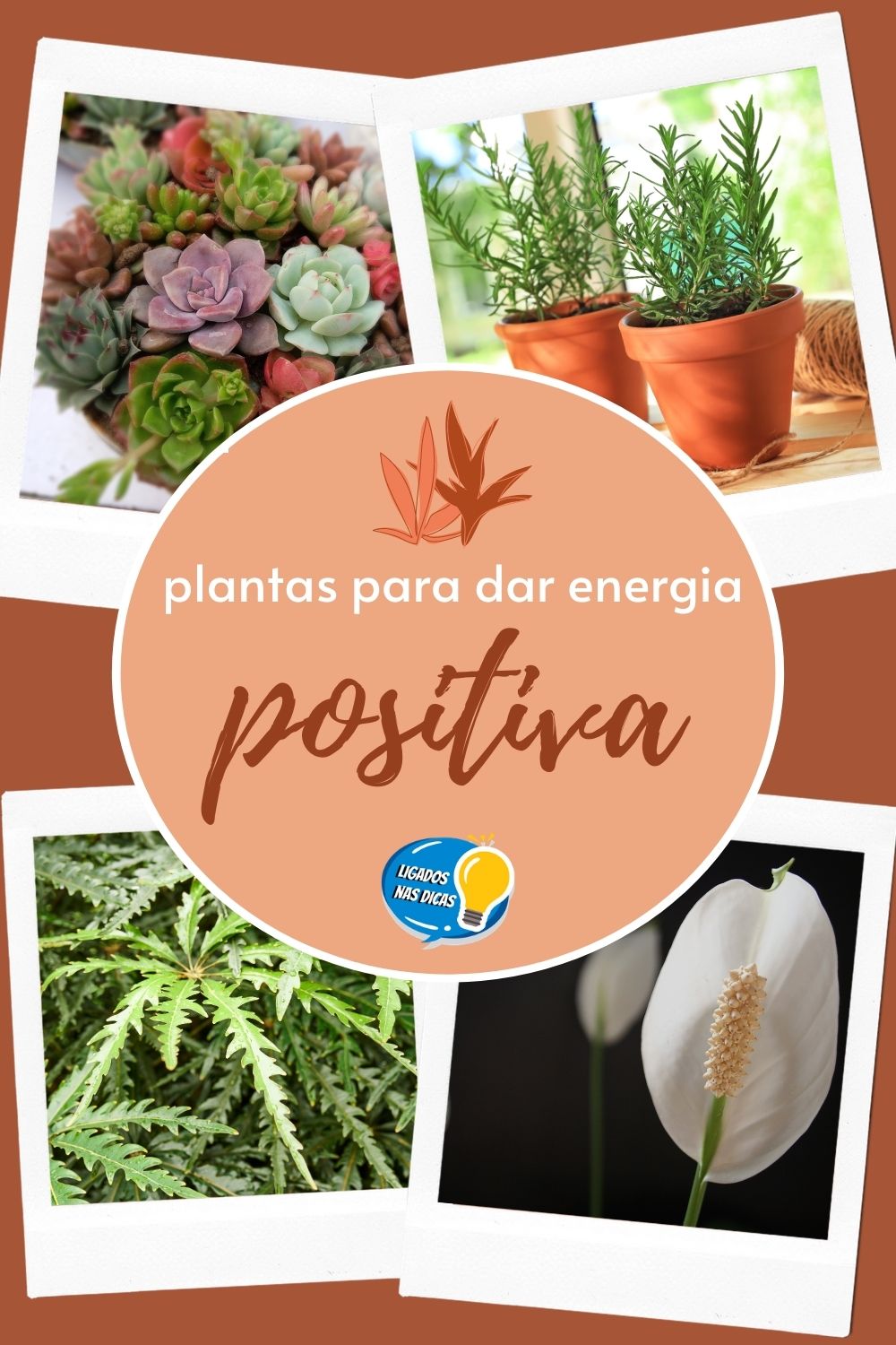 plantas que trazem energia positiva