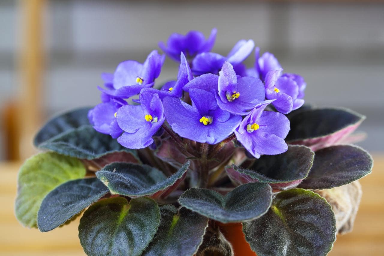 plantas em copos plantas em copos