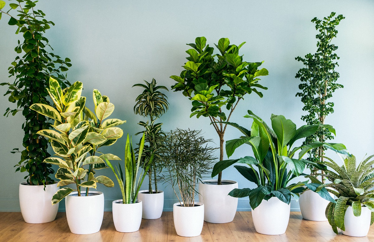 plantas em copos plantas em copos