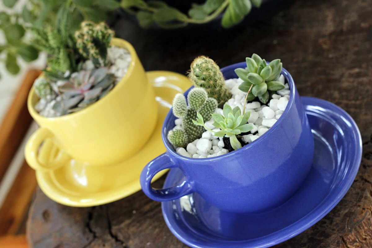 plantas em copos