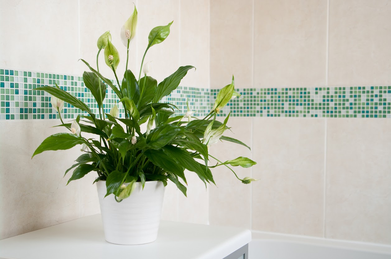 jardinagem para banheiro