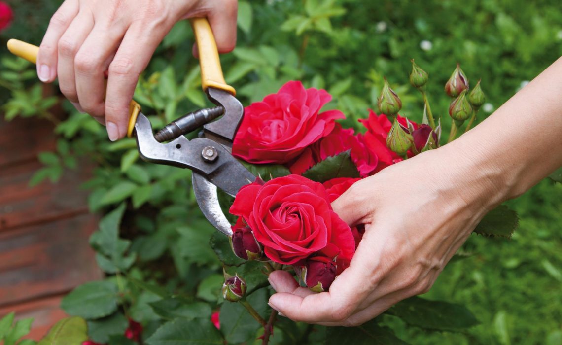 jardim de rosas incrível