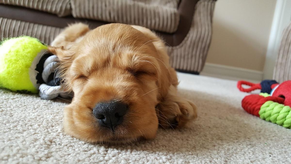 Como cuidar de suculentas cuidados com pets