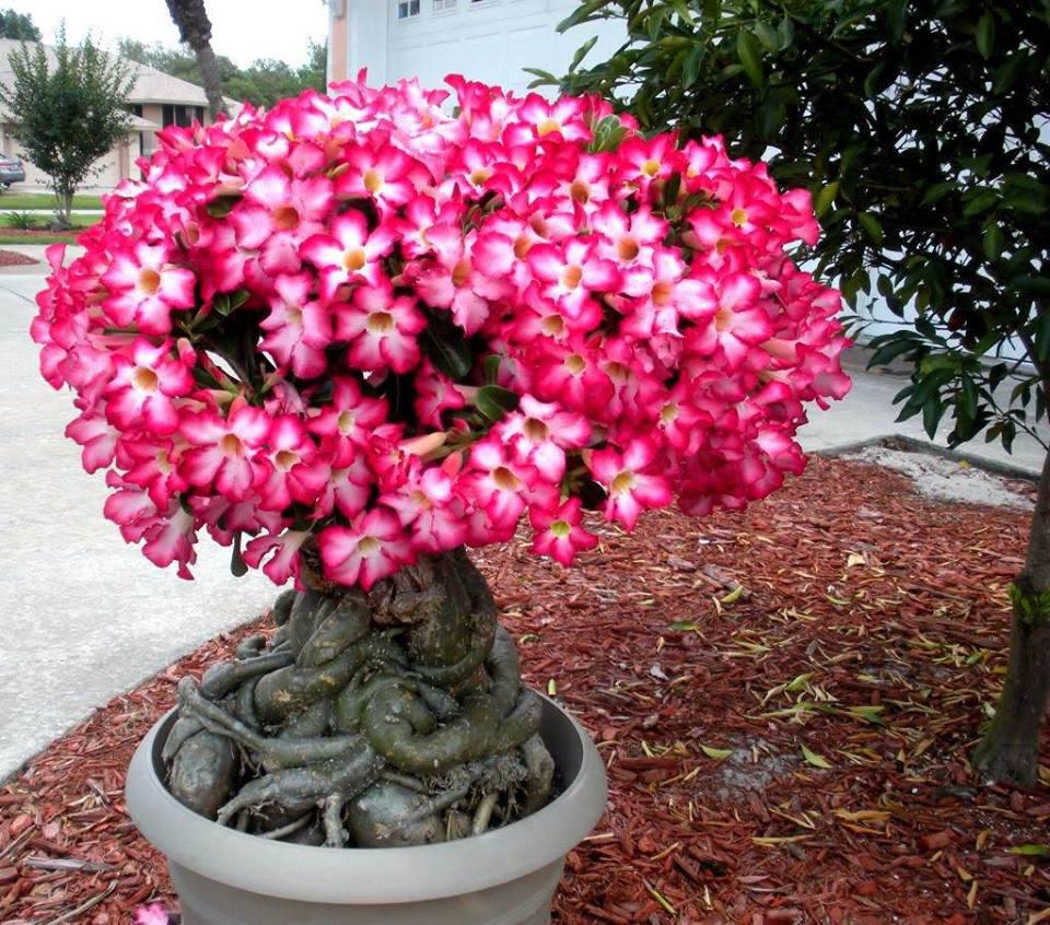rosa do deserto